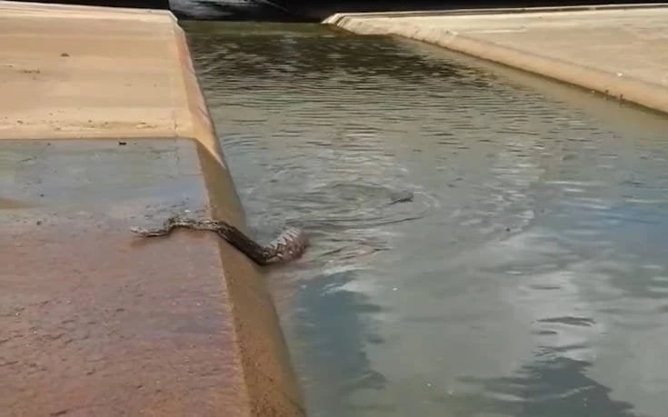 Πύθωνας έφαγε σκύλο και δεν μπορούσε να βγει από το νερό (βίντεο)